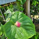 [추경안_보육료 5% 인상, 한국어린이집총연합회] 이미지