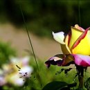 장미공원B 이미지