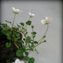 피고지고 이미지