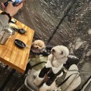 미키애견 | 구월동 애견동반 술집 고계 다녀온후기