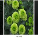 마산가고파 국화축제장 이미지