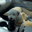 안녕, 강아지 | [미사 안녕강아지] 강아지 데이케어 유치원 놀이방 카페 후기