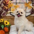 퍼피펜트하우스 이미지