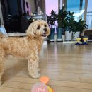 슬로우워크 | 반려견 슬로우 피더 찾는다면? 귀여운 오리 노즈워크 장난감 사용 후기