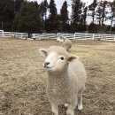 올레목장 이미지