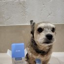 베베시오 이미지