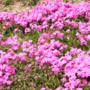 남산 꽃구경 [2] 이미지
