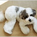 반려동물병원 이미지