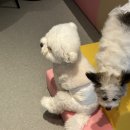 피터펫 미사점 이미지