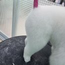 블루맘펫살롱 이미지