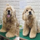 강사모백화점 이미지