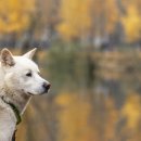 하얀강아지 이미지