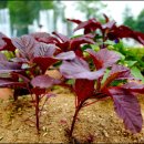 아마란스 이미지