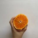파머앤피셔맨 제주 고당도 카라향 2kg 추천🍊ㅣ제주 카라향 2kg 솔직 개봉기
