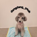 크라운닭발 이미지