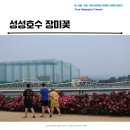 천안 성성호수공원 장미 터널 초여름 데이트 코스 포토스팟