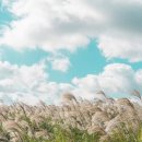 제주곶자왈별장 이미지