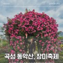 다이소곡성점 | 서울 출발 안내산악회 버스 타고 곡성 동악산 등산 후 계곡 물놀이, 장미축제까지 당일치기 (ft. 다음...