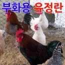 늘푸른청계농원 이미지