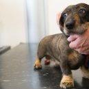 서울하이동물의료센터 이미지