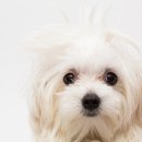 참누리 동물병원 이미지