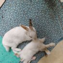 평화마루 이미지