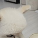 강아지 영양제 힐메이트 멀티힐러 급여 후기