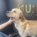 유폴 24시 애견셀프목욕 원주점 이미지