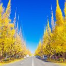 은행나무 포장마차 이미지