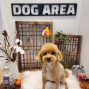 도그아레아 이미지