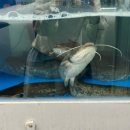 황가네 메기매운탕 이미지