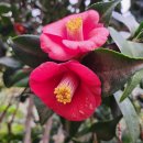 동백아가씨 이미지