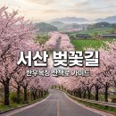 기관목장 | 서산 한우목장 벚꽃, 웰빙산책로 개화시기와 방문 팁