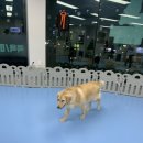 몽글몽글 애견유치원 이미지