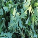 함평참쑥 영농조합법인 이미지