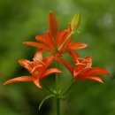 봉양농장 이미지