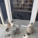 고양이카페 이미지