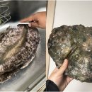 완도전복 이미지