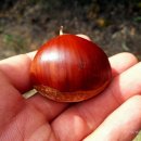 늘밤농원 이미지