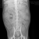 미사서울동물병원 이미지