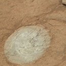 큐리오시티 이미지