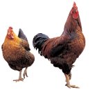 유영훈농장 이미지