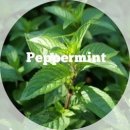 페퍼민트 이미지