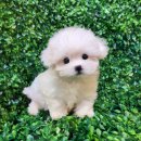 골든헬스 | 명동에서 골든두들을 만나기까지, 헬스독 송파점 분양 후기