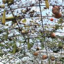 호박넝쿨 이미지