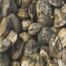 하모중앙로 이미지