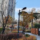 청담피자 | [청담피자 서울1호 영등포점] 당산동에 새로 생긴 피자집!매쉬드베이컨포테이토피자