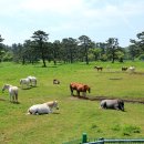 5월 제주도 2박3일 여행코스 화창한 날씨를 기대하며 이미지