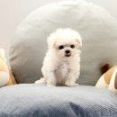 하빈애견농장 이미지