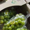 골드샤인 이미지